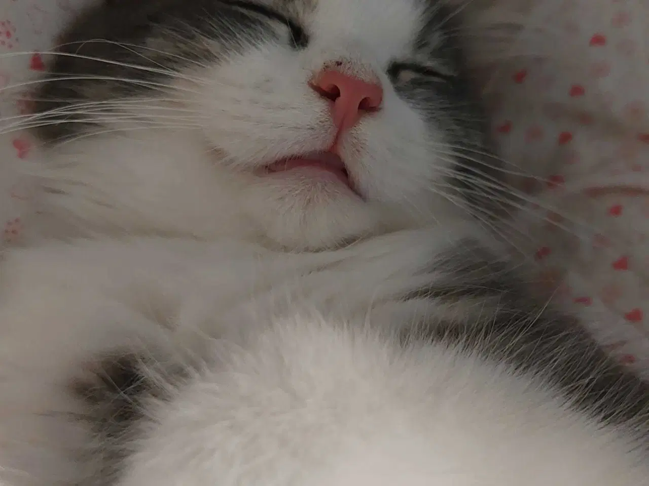 Billede 3 - Hej jeg hedder lusifer 