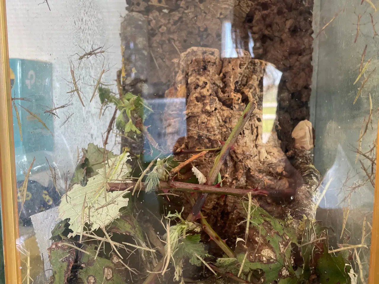 Billede 1 - Vandrende pinde