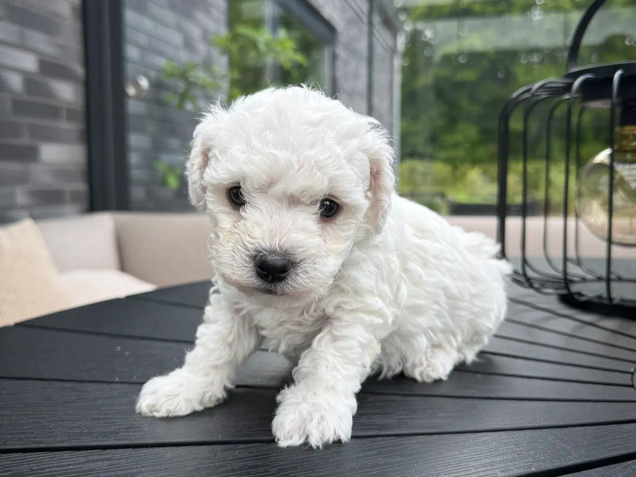 Billede 8 - Bichon Frisé hvalpe