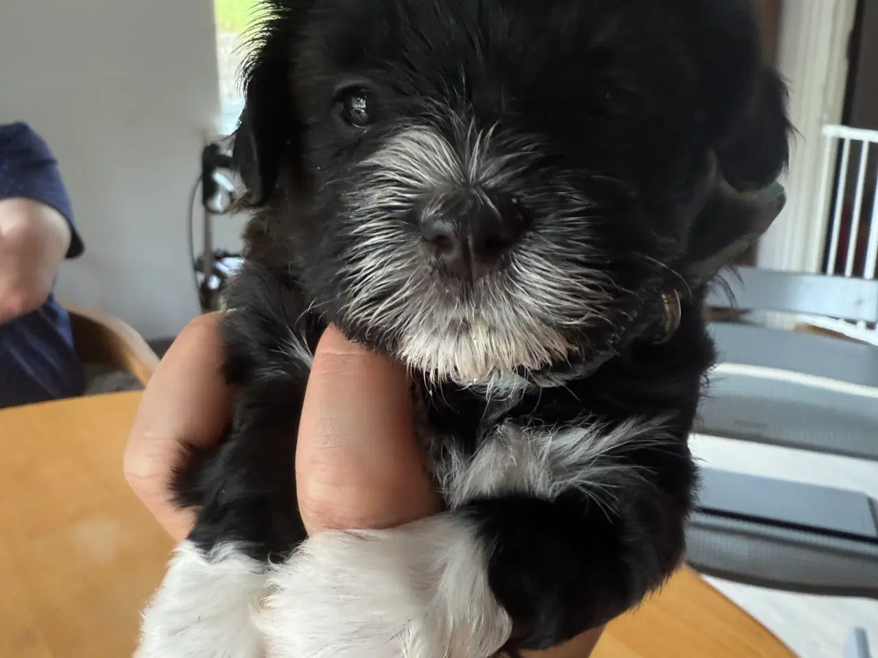 Billede 2 - Ægte bichon  havanais.
