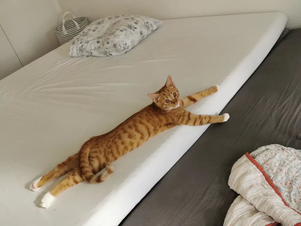 Billede 6 - Kat på 5 mdr. søger nyt hjem