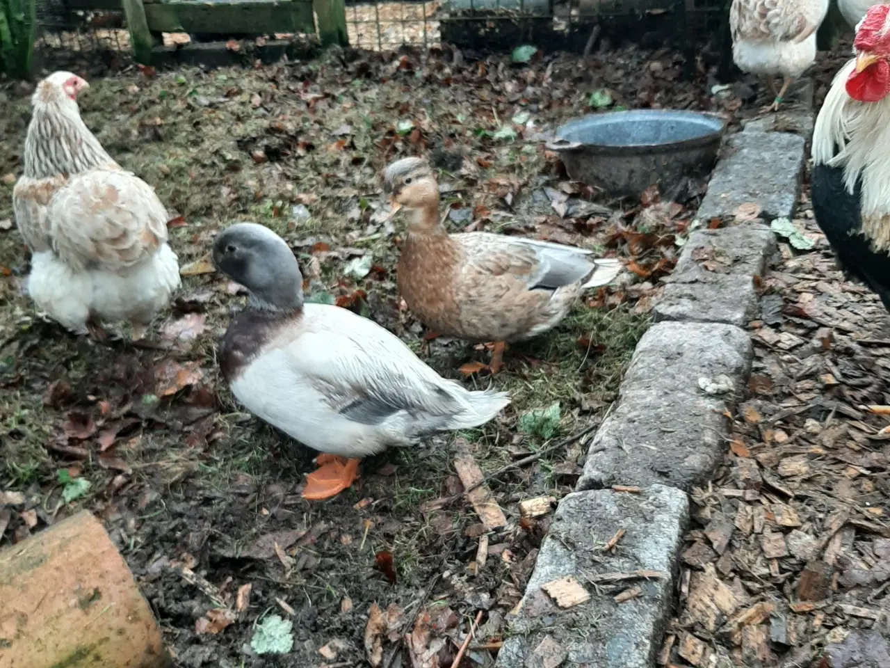 Billede 2 - Mignon ænder / par