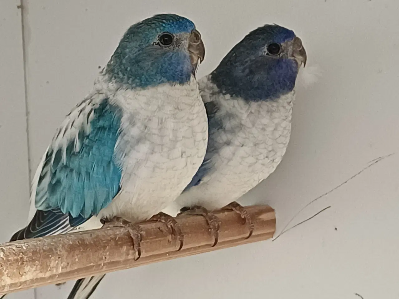 Billede 1 - Græsparakitter