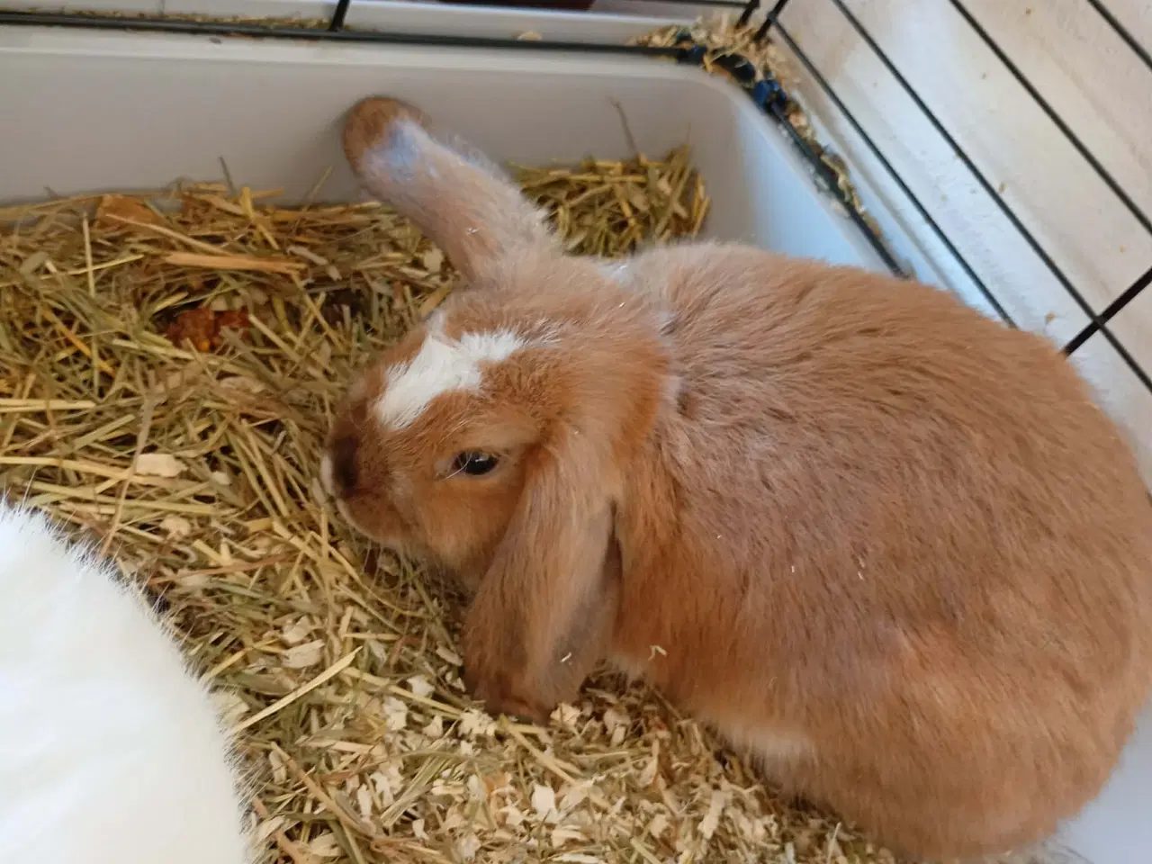 Billede 5 - 2 stk unge hunner med bur 