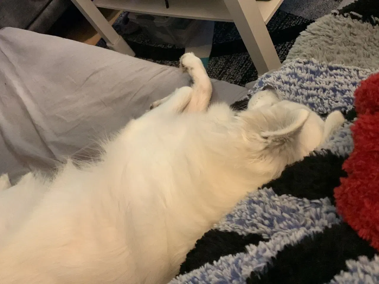 Billede 8 - Dansk spids tæve 2 år