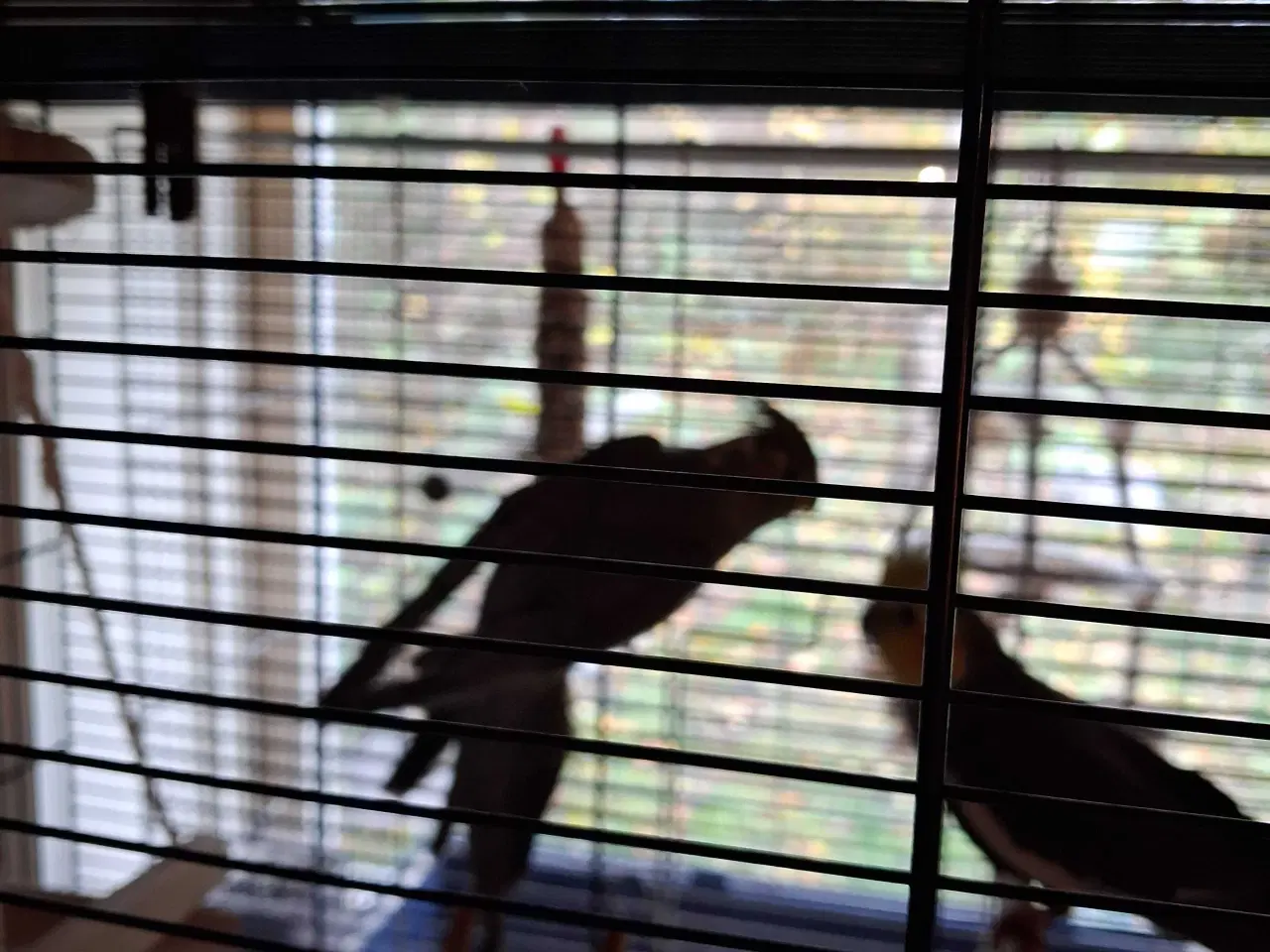 Billede 2 - Nymfer med bur