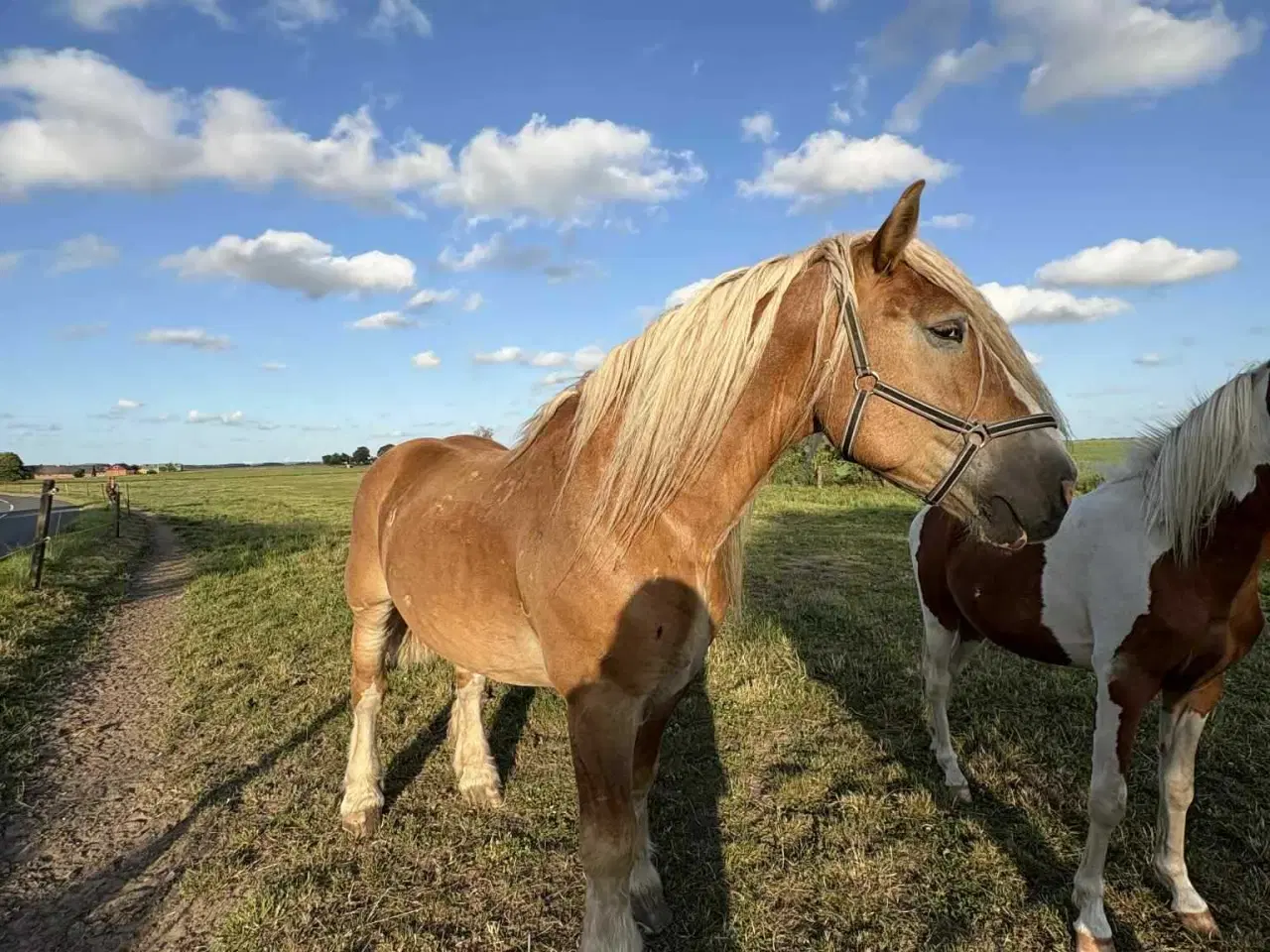 Billede 3 - Sød rideskole hest 