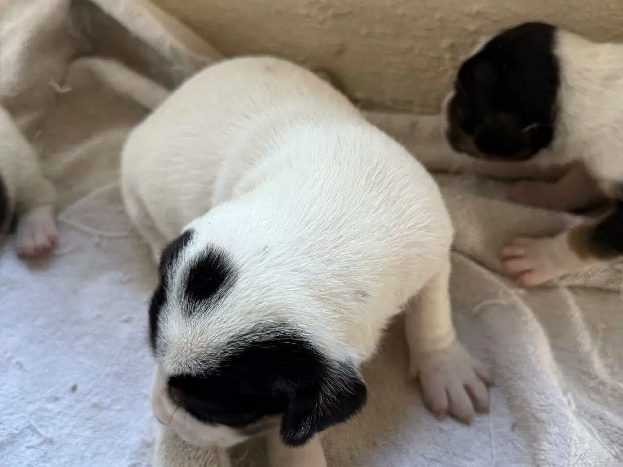 Billede 3 - Danske/Svensk