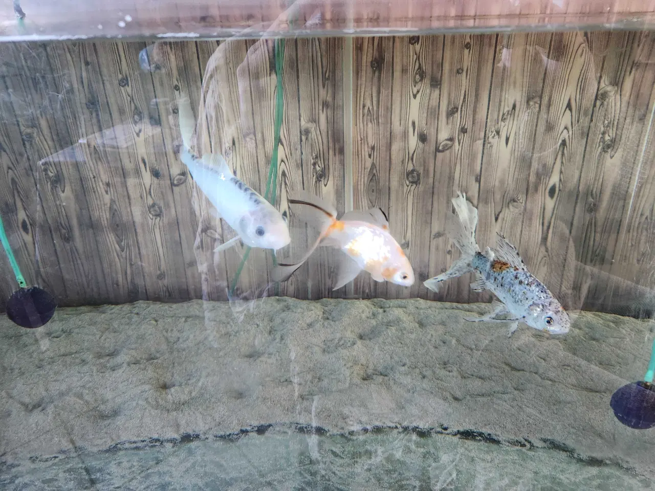 Billede 10 - Koi Koier  Karper  Boddy  Flies  Slør Haler.  M.m 