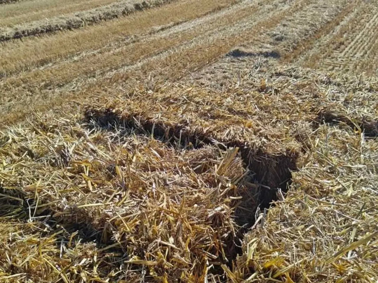 Billede 2 - Hvede halm i Morten Korch baller 