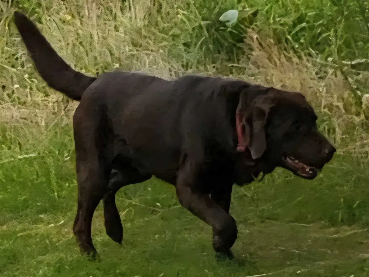 Billede 3 - Labrador Hundehvalpe 