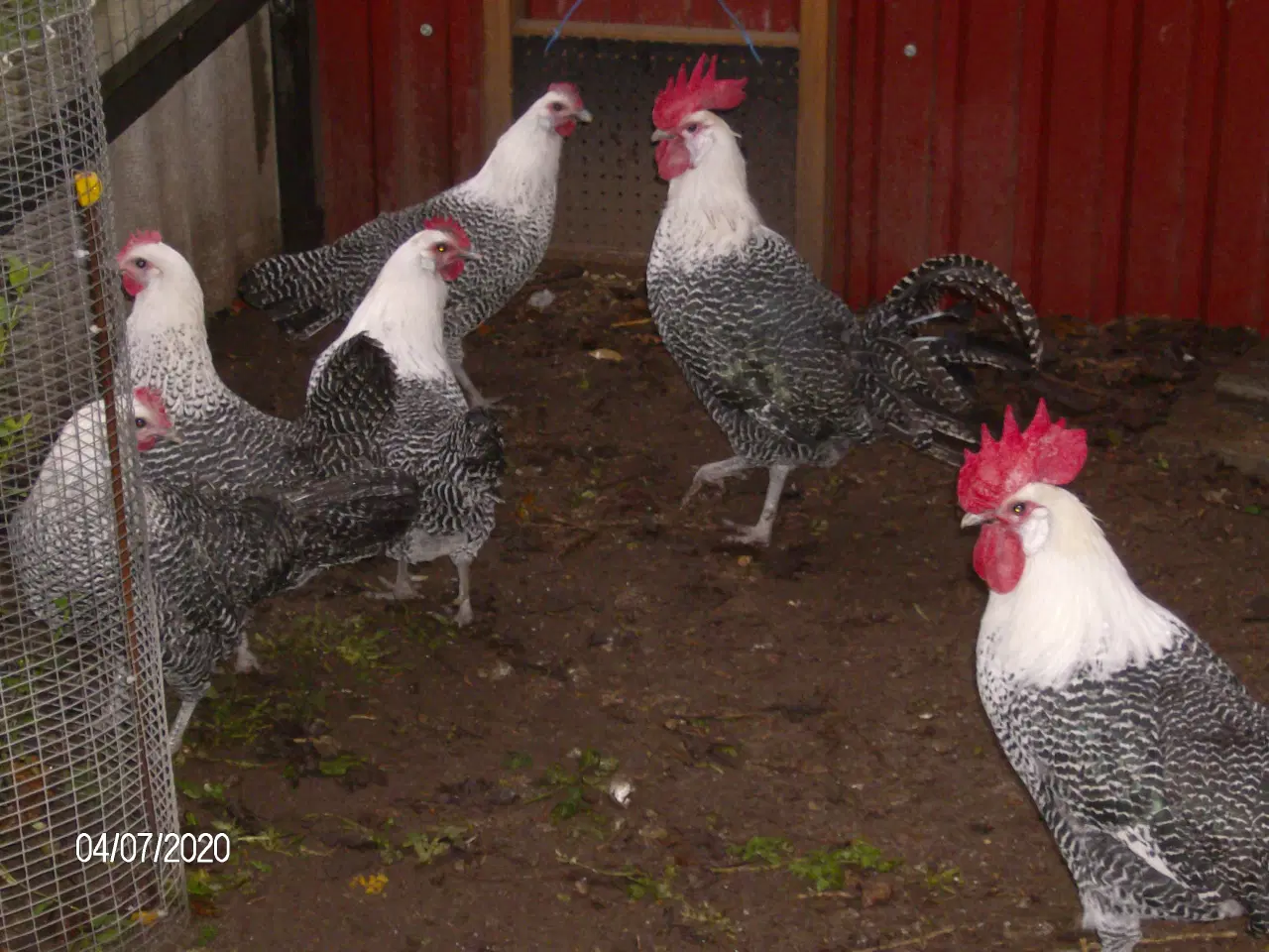 Billede 2 - Sølv campiner