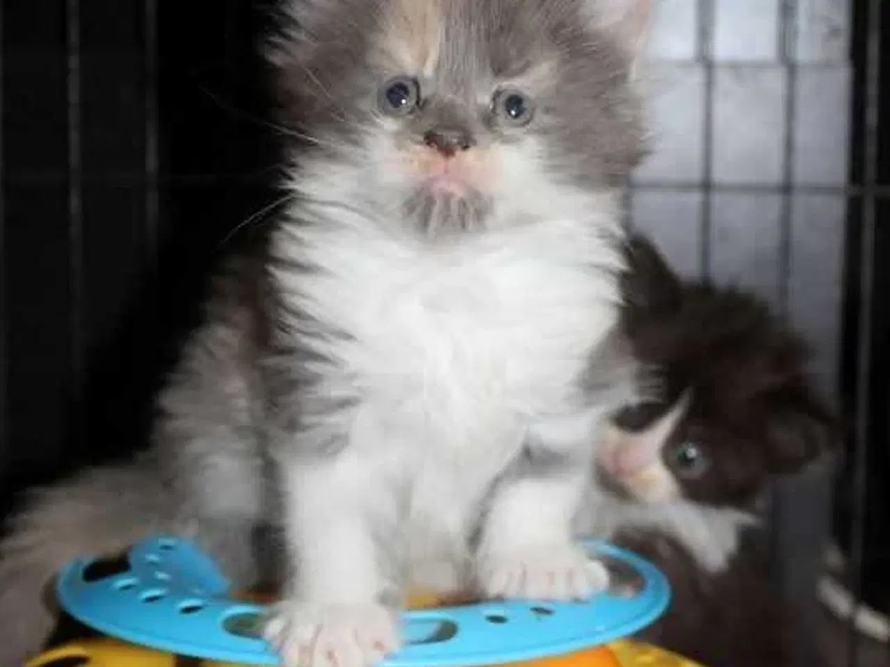 Billede 6 - Maine coon killinger med tavle