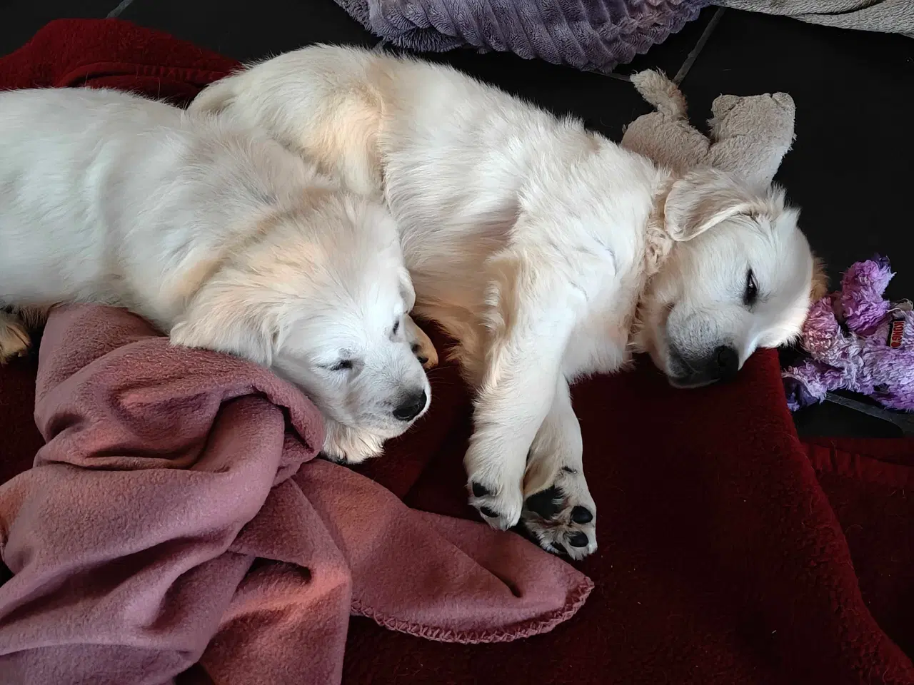 Billede 11 - Golden retriever hvalpe 