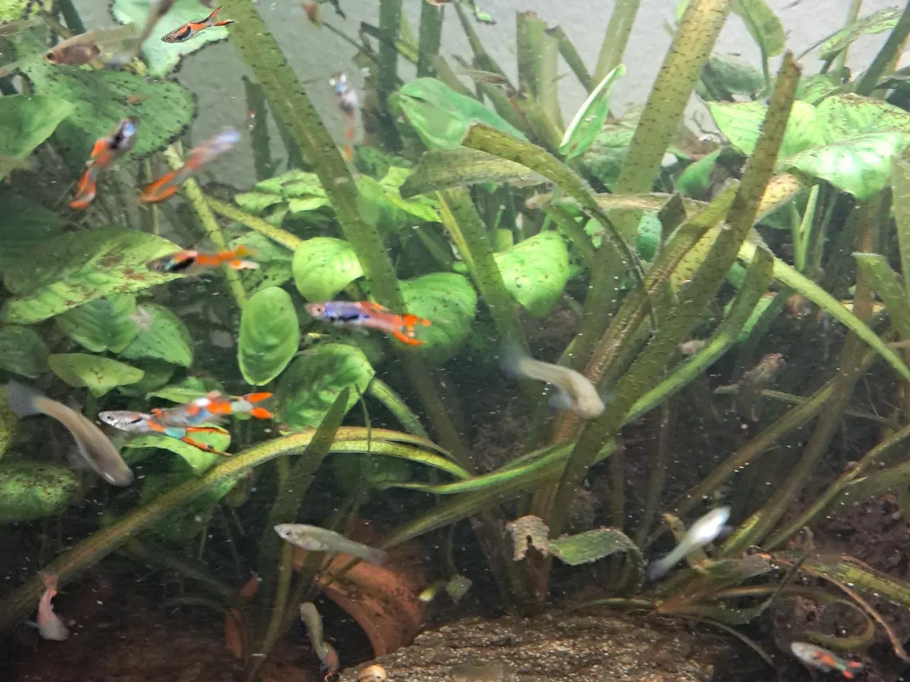 Billede 8 - endler guppy 