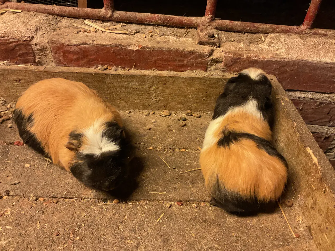 Billede 2 - Fine marsvineunger 10 uger gamle