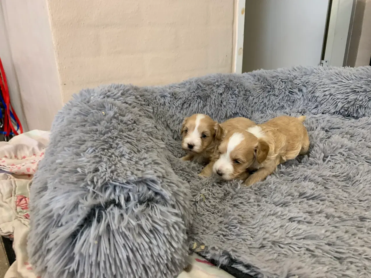 Billede 12 - Små fine Maltipoo babyer 