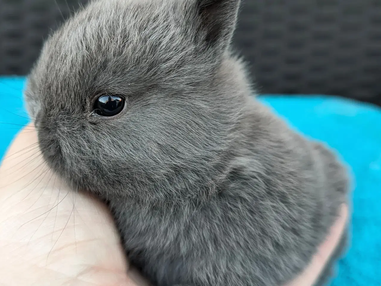 Billede 4 - Hermelin kaninunge sælges 