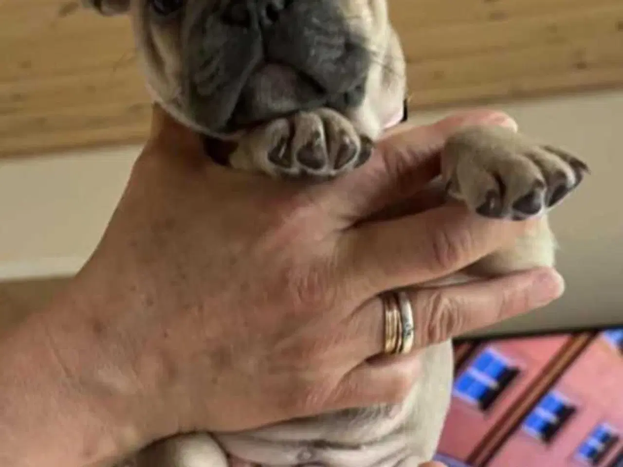 Billede 19 - Fransk Bulldog Hvalpe