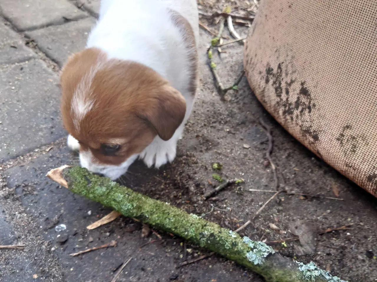 Billede 10 - Jack Russell hvalpe (lav benet type)