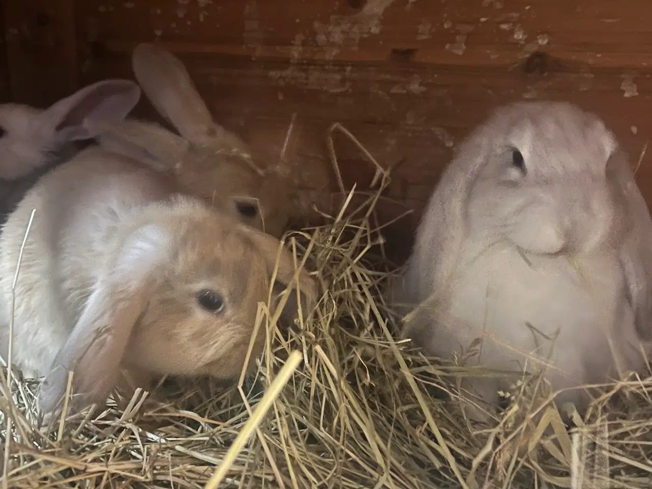 Billede 4 - Blandingskaniner af Fransk Vædder/Løvehoved 