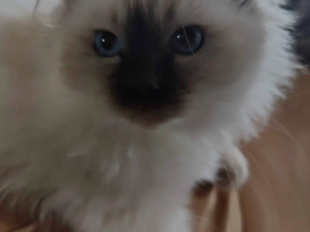 Billede 3 - 2 dejlige birma drenge