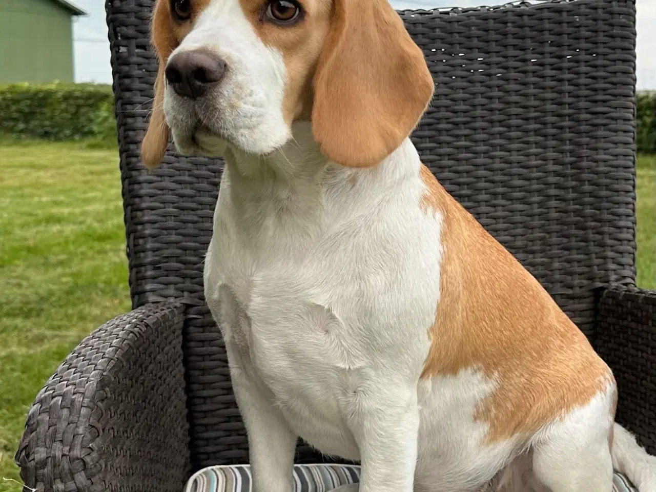 Billede 1 - Søger hund till avl. Beagle