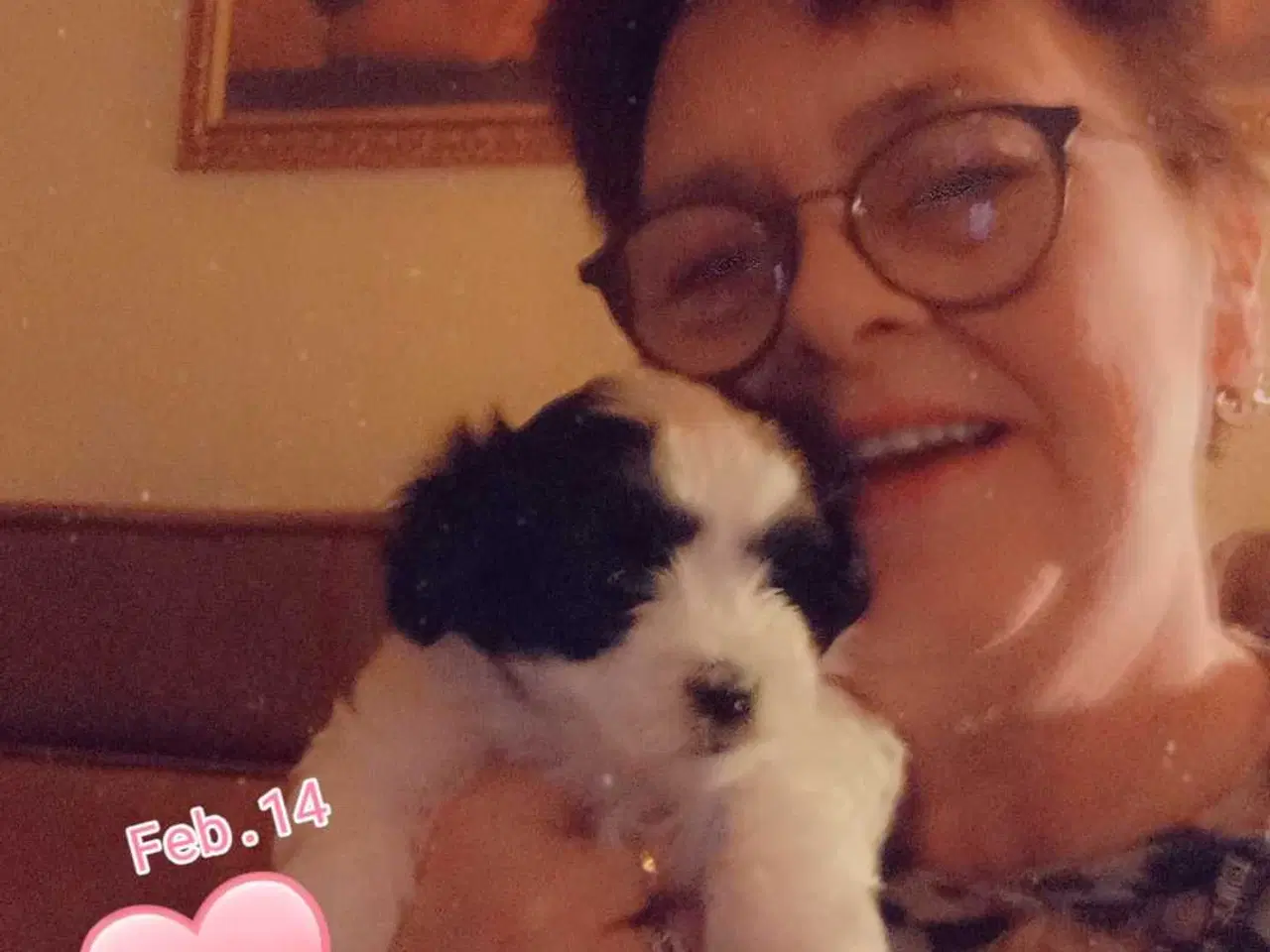 Billede 12 - Cotonese Hvalpe 