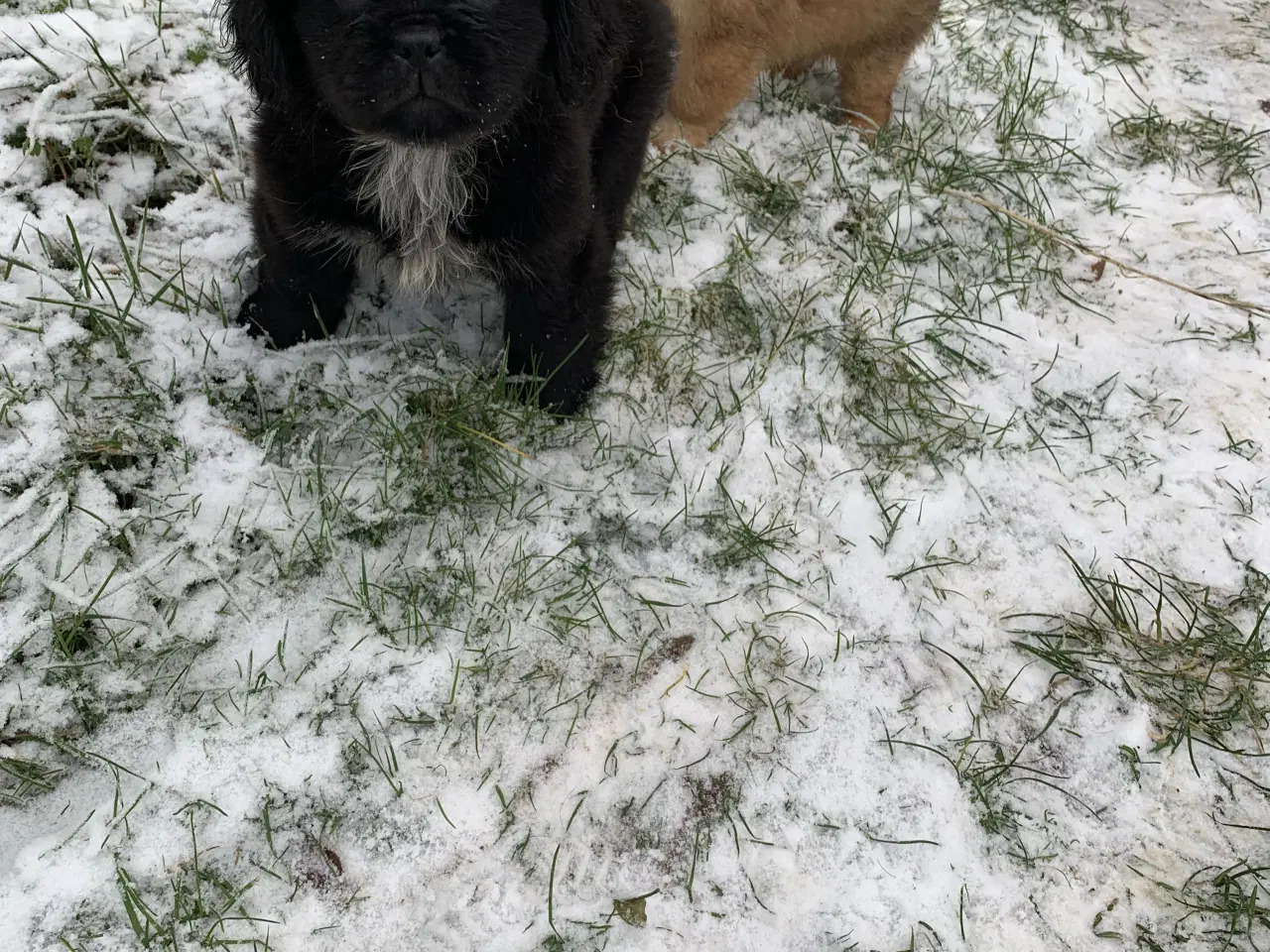 Billede 2 - Skønne blandings hvalpe 