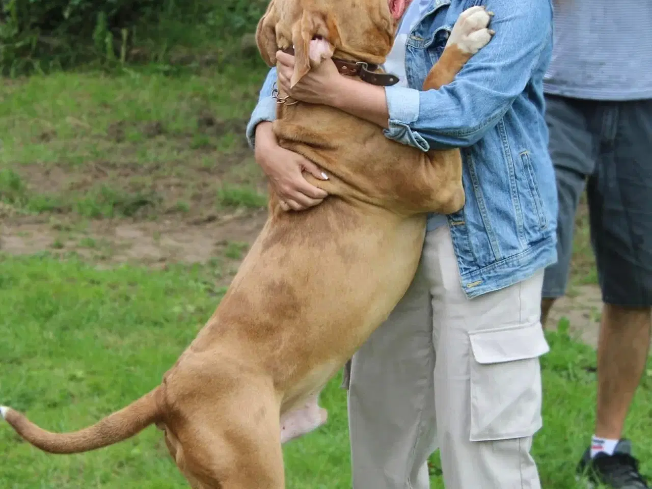 Billede 9 - American Bully tilbydes til avl 