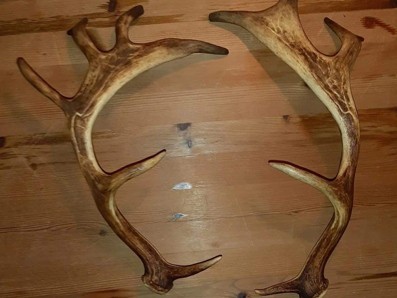 Billede 2 - Rav klumper 36 gram og 9 stk gevir.