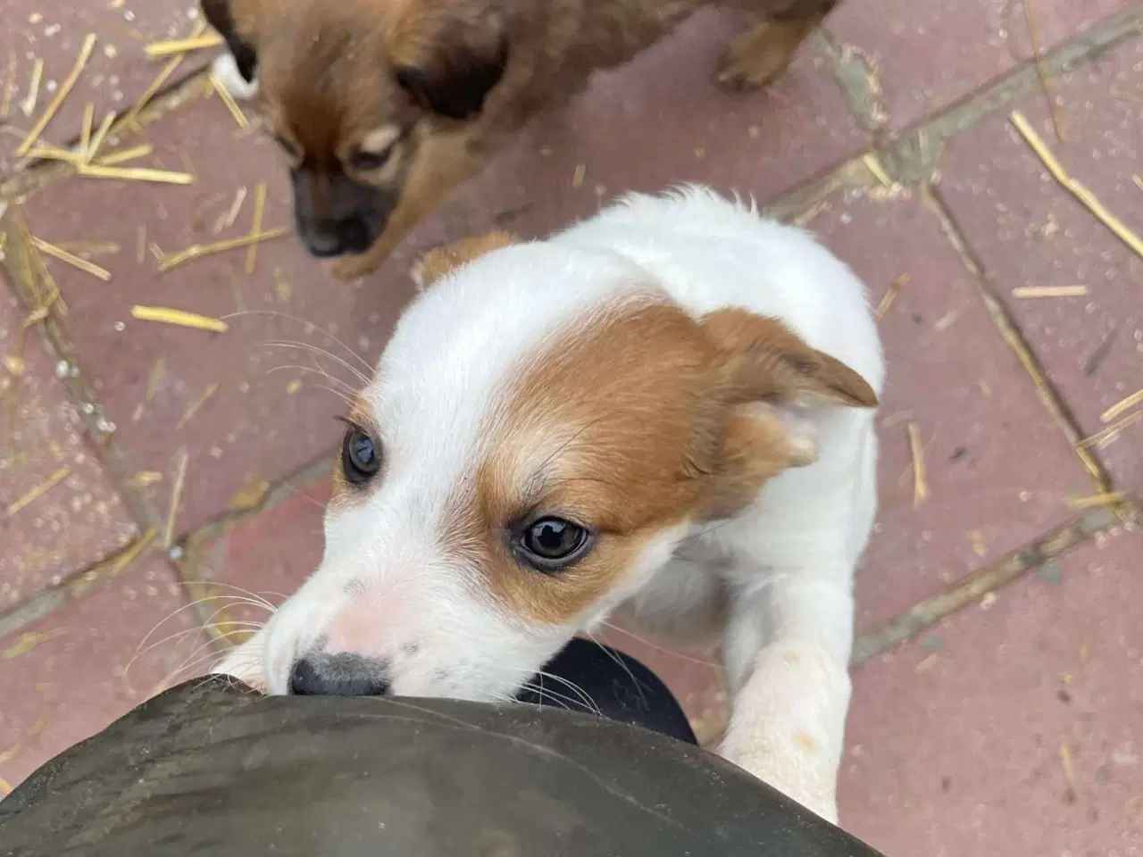 Billede 5 - Sødeste lille Panda søger familie