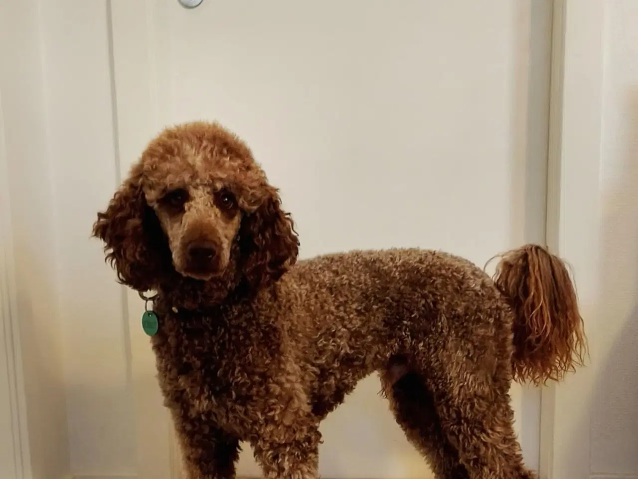 Billede 4 - Golden Doodle hvalpe