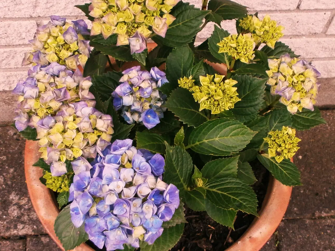 Billede 2 - Ny Hortensia med Stor, Ny Krukke