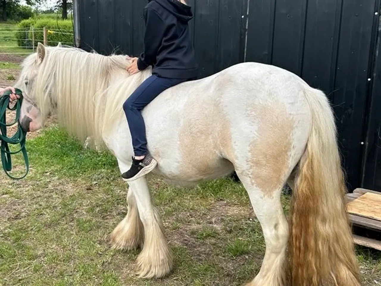 Billede 4 - Irish Cob - Tinker hoppe - 2 år