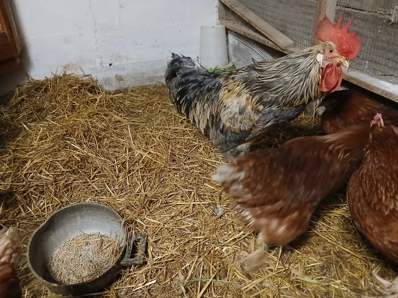 Billede 2 - Rugeæg til salg 6 kr pr styk 