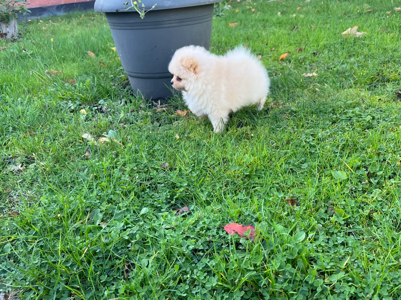 Billede 7 - Så der kun lille Ludvig tilbage