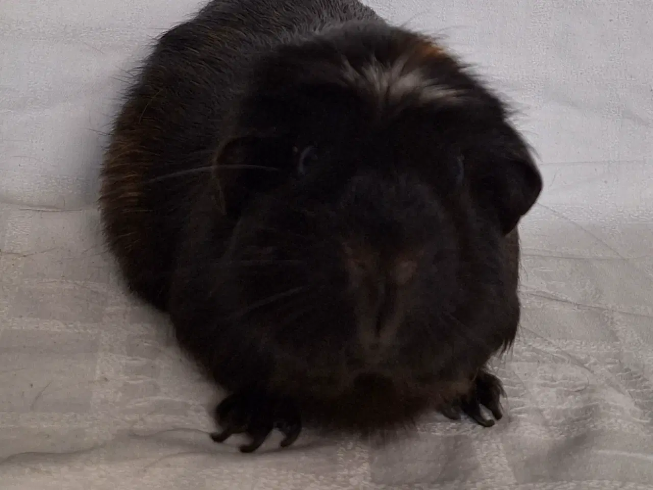 Billede 1 - Marsvin til salg 