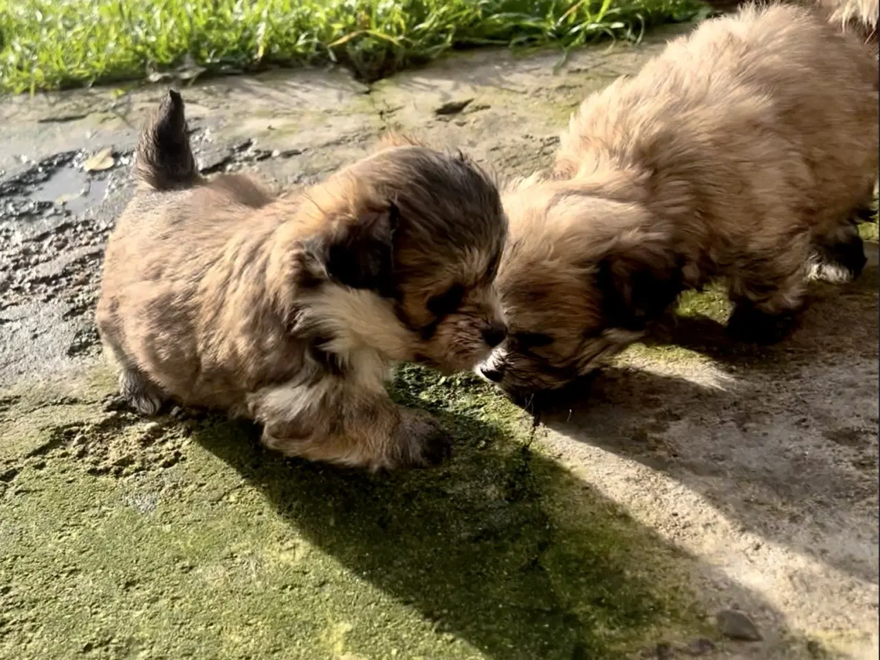 Billede 1 - Små allergivenlige og ikke fældende hundehvalpe
