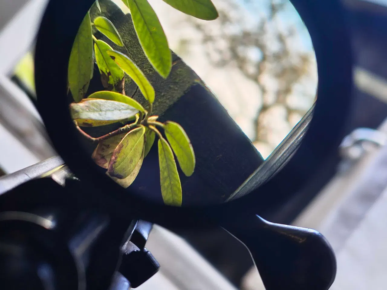 Billede 2 - Marlin 17 HMR salonriffel + Leopold RedField sigte