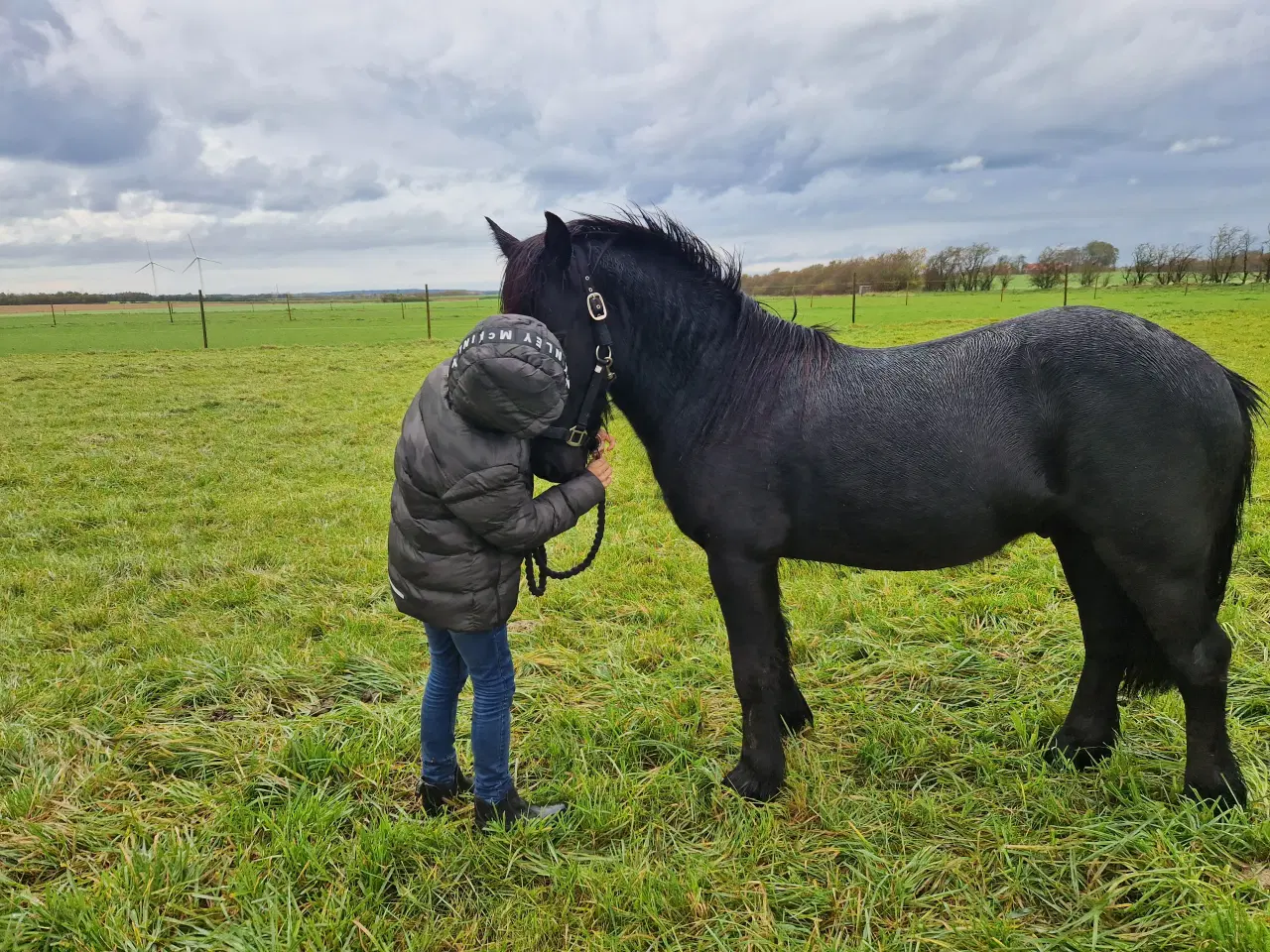 Billede 5 - Fell pony hingst