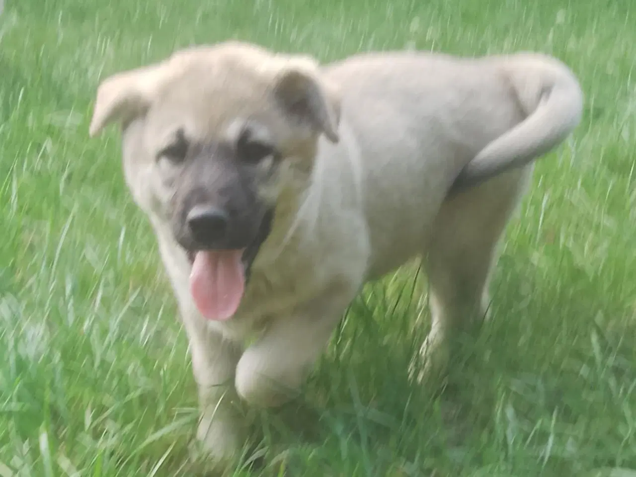 Billede 9 - Husky blandinger 