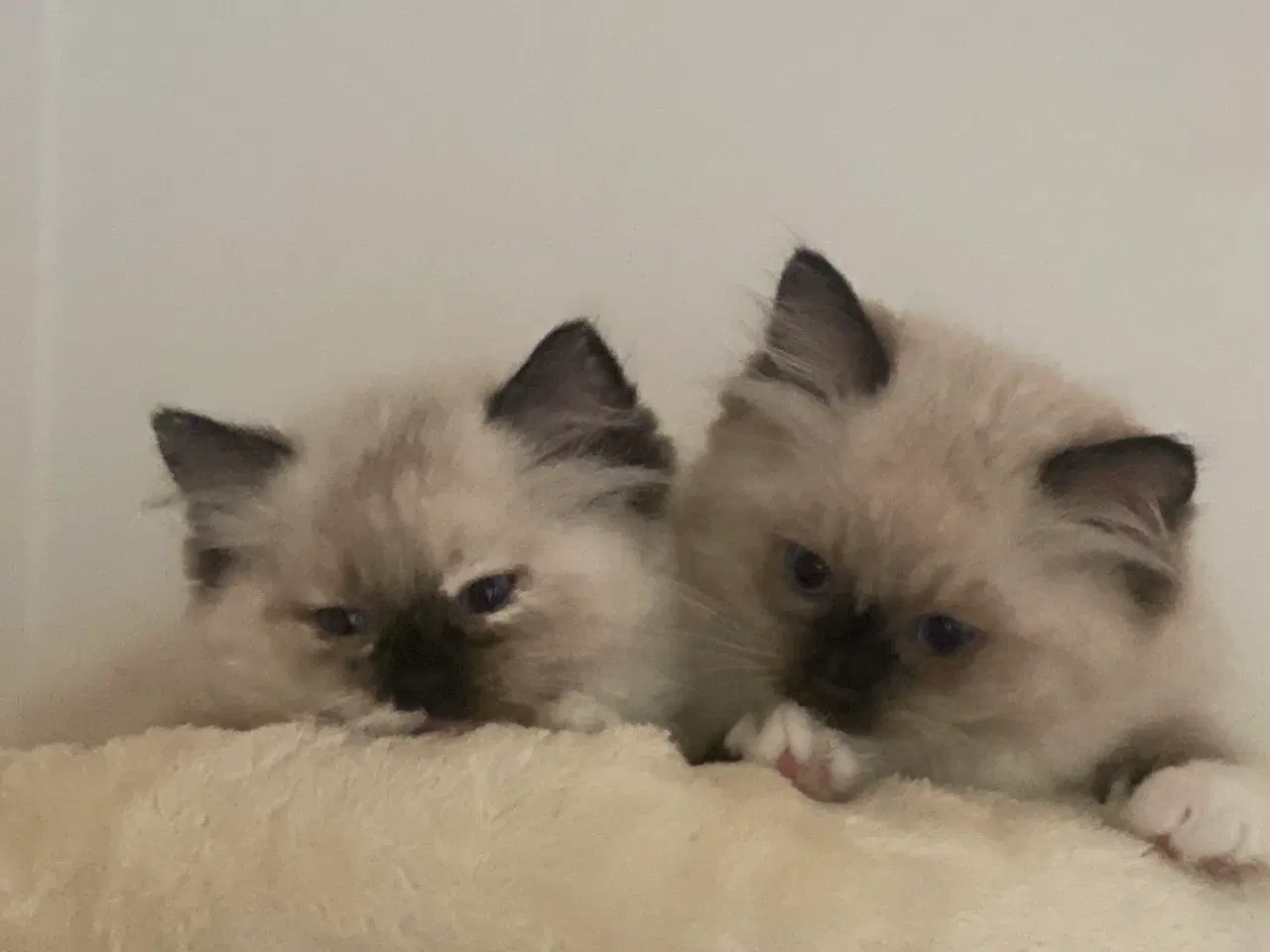 Billede 7 - Ragdoll killing med stamtavle 