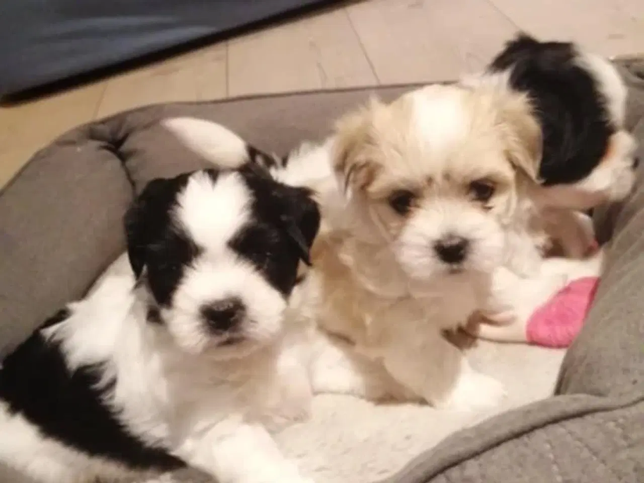 Billede 1 - Coton de Tulear / Lhasa apso