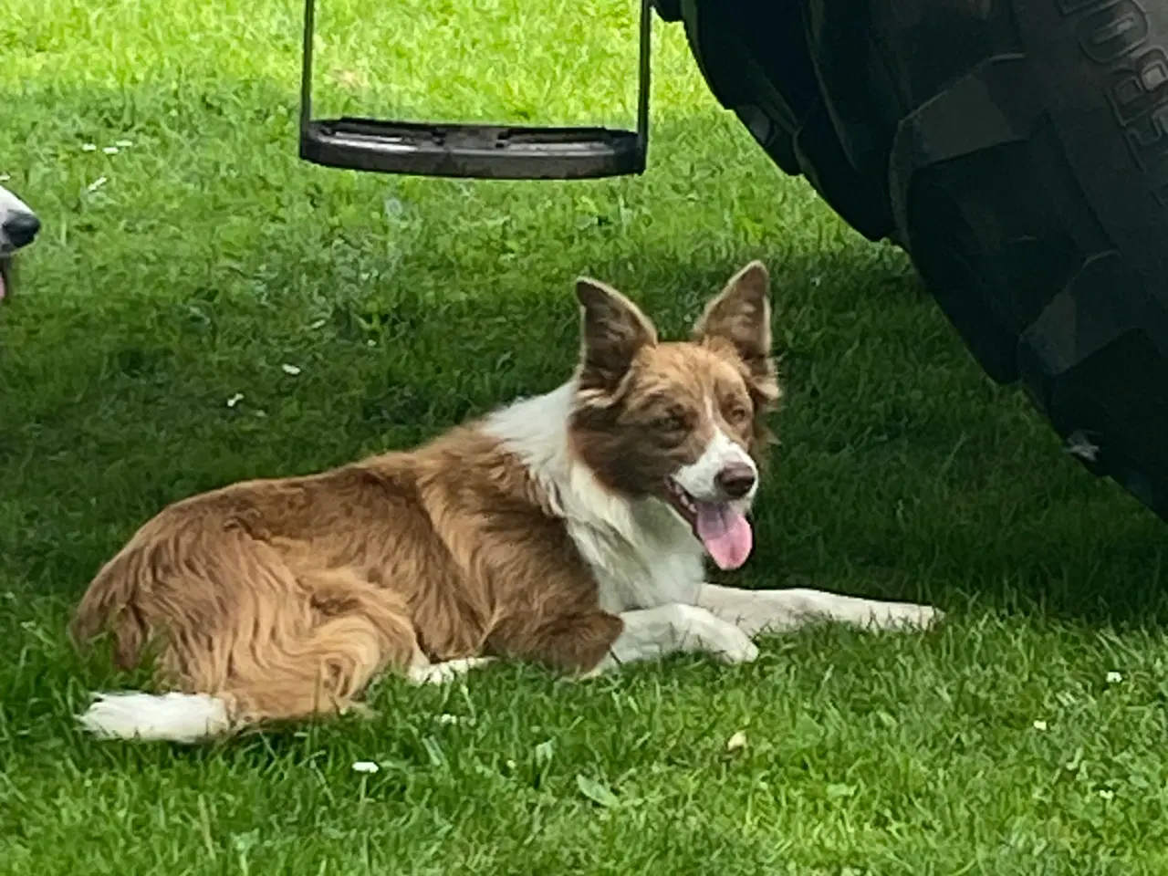 Billede 4 - Border collie tæve