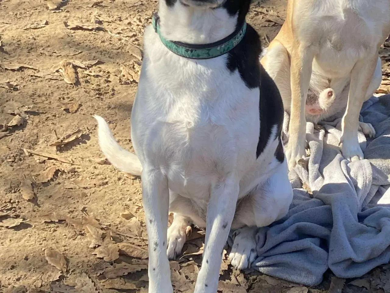 Billede 5 - Wilma til adoption! 🩷