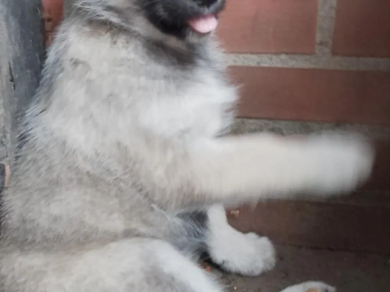 Billede 3 - Husky blandninger