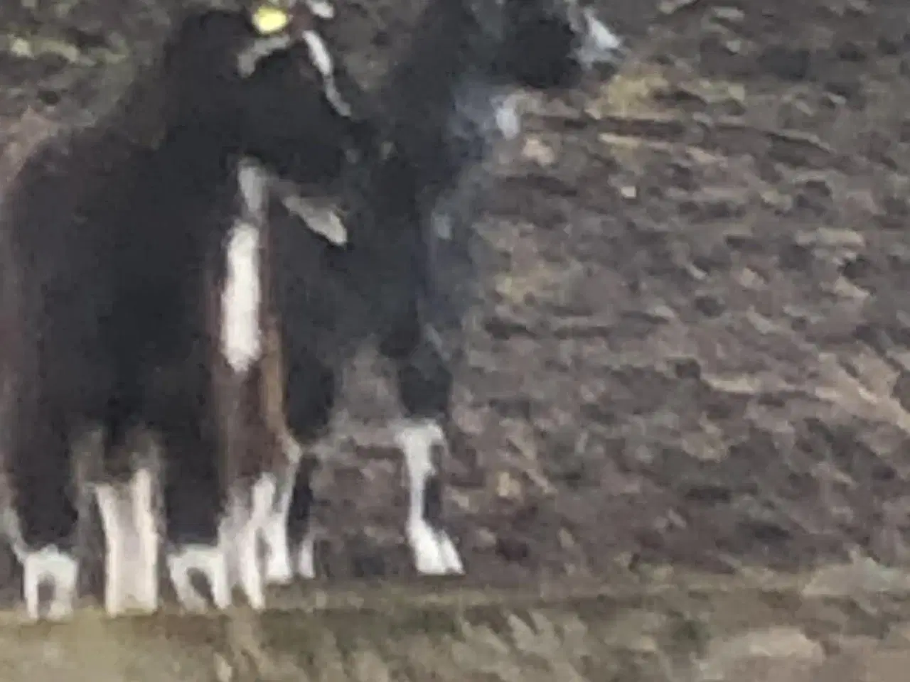 Billede 1 - Knold og Tot sælges