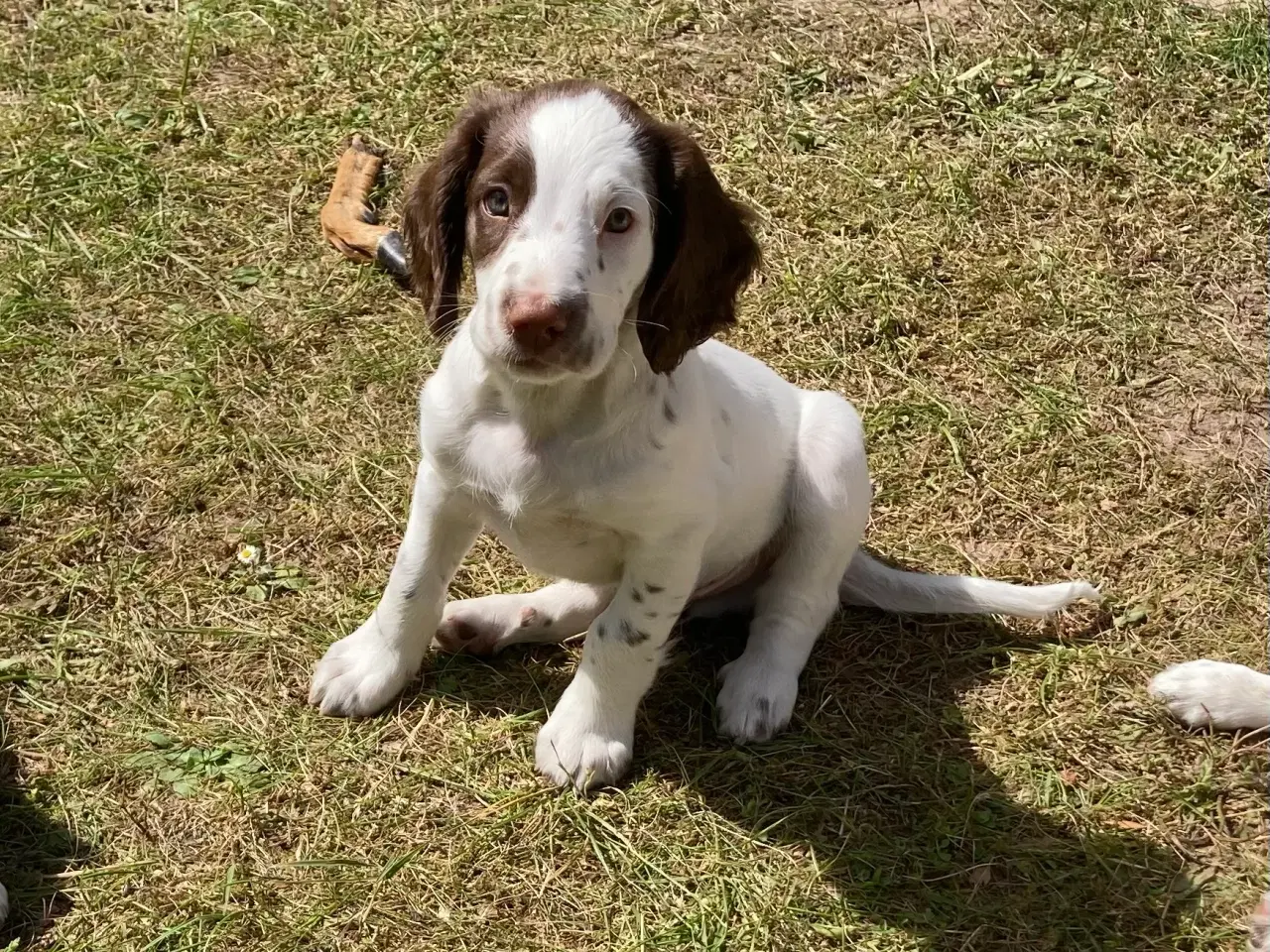 Billede 3 - Springer Spaniel Flytte klar Nu
