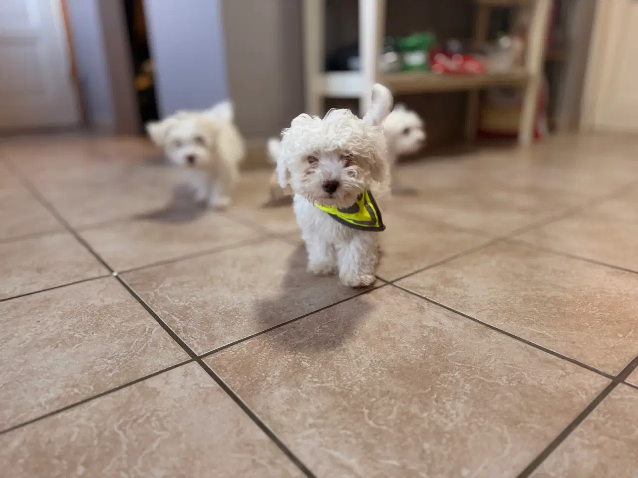 Billede 2 - 4 Bichon hvalpe